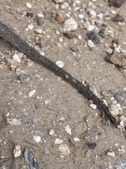 Sigmodon arizonae