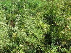 Artemisia rupestris