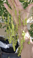 Styphnolobium japonicum