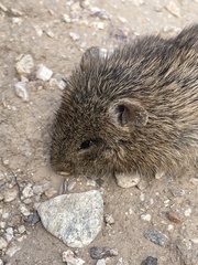 Sigmodon arizonae