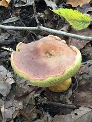 Basidiomycota