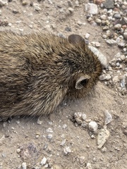 Sigmodon arizonae