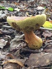 Basidiomycota