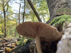 Pluteus