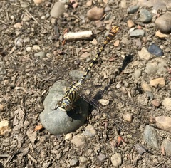 Onychogomphus flexuosus