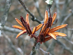 Rhododendron calendulaceum