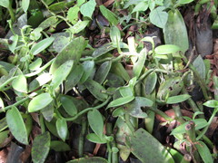 Vanilla planifolia