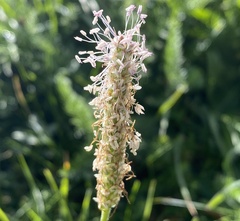 Plantago media