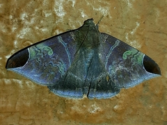 Pindara