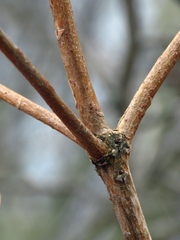 Rhododendron calendulaceum