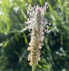 Plantago media