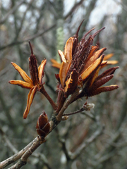 Rhododendron calendulaceum