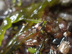 Anthocoridae