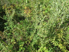 Artemisia rupestris