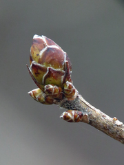 Rhododendron calendulaceum
