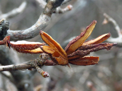 Rhododendron calendulaceum