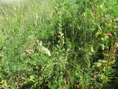 Artemisia rupestris