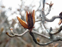 Rhododendron calendulaceum
