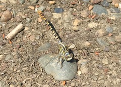 Onychogomphus flexuosus