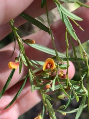 Bossiaea linophylla