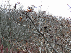 Rhododendron calendulaceum