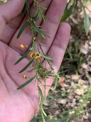 Bossiaea linophylla