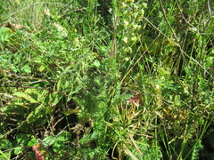 Artemisia rupestris