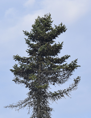 Picea mariana