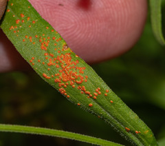 Coleosporium solidaginis