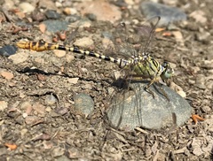 Onychogomphus flexuosus