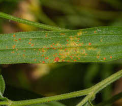 Coleosporium solidaginis