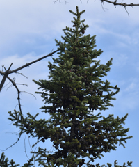 Picea glauca