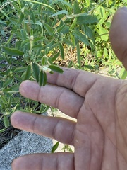 Croton glandulosus septentrionalis