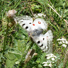 Parnassius apollo