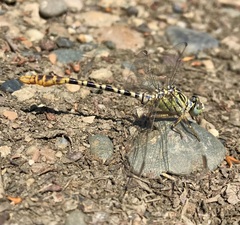 Onychogomphus flexuosus