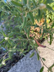 Croton glandulosus septentrionalis