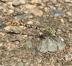Onychogomphus flexuosus