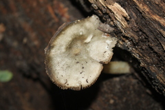 Pluteus salicinus