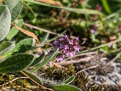Thymus praecox