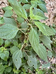 Parietaria judaica