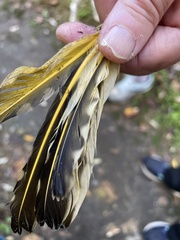 Colaptes auratus luteus