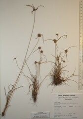 Cyperus lupulinus macilentus