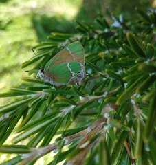 Callophrys xami