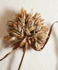 Cyperus lupulinus macilentus