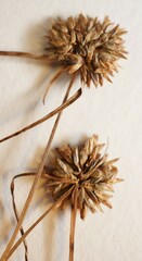 Cyperus lupulinus macilentus