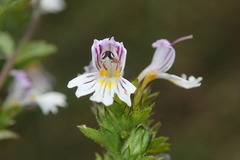 Euphrasia officinalis