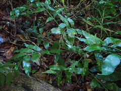 Asplenium gemmiferum