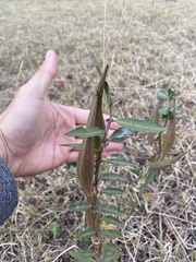Asclepias viridiflora
