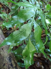 Asplenium gemmiferum