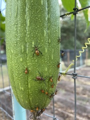 Leptoglossus phyllopus
